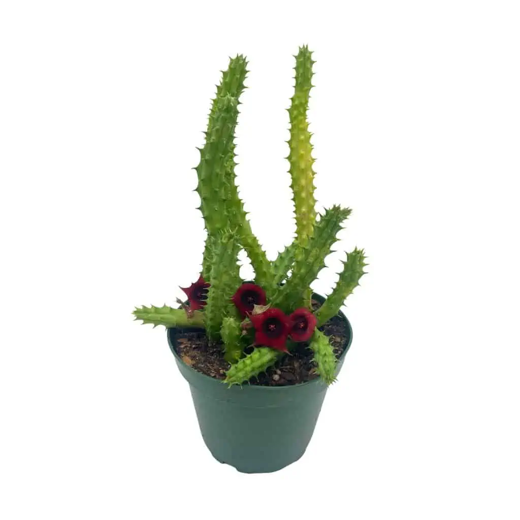 Huernia Red Dragon Stapelia Cactus / Huernia Penzigii / Cactus Plant With Roots / Beginner Cactus / Red Dragon Plant 4 Inch - Image 4