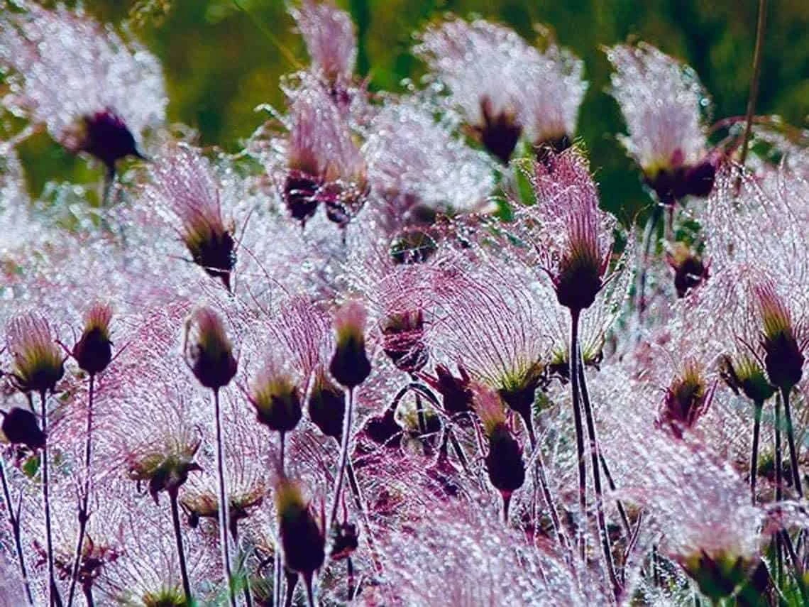 Prairie Smoke Seeds | Ships From Iowa. Rare And Hard To Find Geum Triflorum Seeds - Image 3