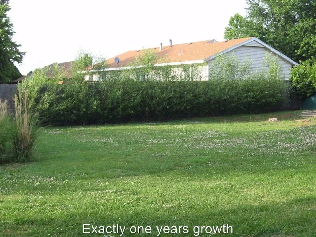 100 World's Fastest Growing Tree - Image 4