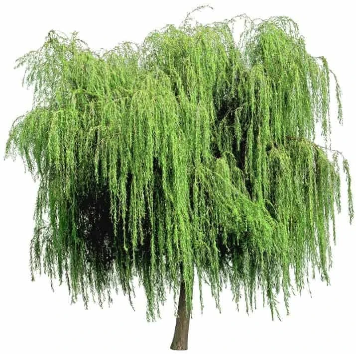32+ Thin Gold Weeping Willow Tree Cuttings. Pencil Size Or Smaller. Salix Babylonica. Grow 32 Golden Weeping Willow Trees