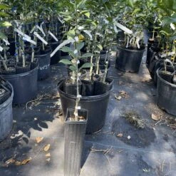 Yuzu Mandarin Grafted Citrus Tree 3 Feet Tall. Free Shipping