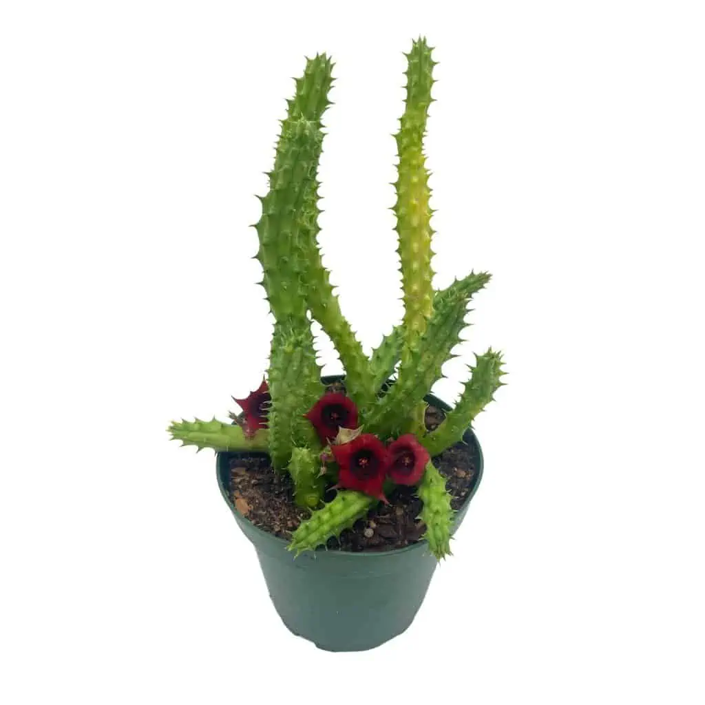 Huernia Red Dragon Stapelia Cactus / Huernia Penzigii / Cactus Plant With Roots / Beginner Cactus / Red Dragon Plant 4 Inch - Image 2