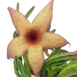 Stapelia Gigantea, Giant Starfish Flower, Rare Huernia, Zulu Carrion Giant Plant, 4 Inch Pot