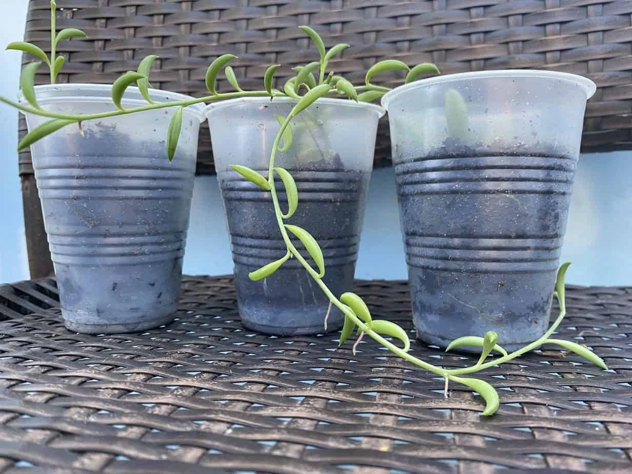 String Of Bananas! - Image 3