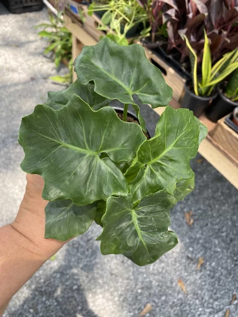 Philodendron Atom Or Thaumatophyllum Bipinnatifidum 4" Pot Live P - Image 9