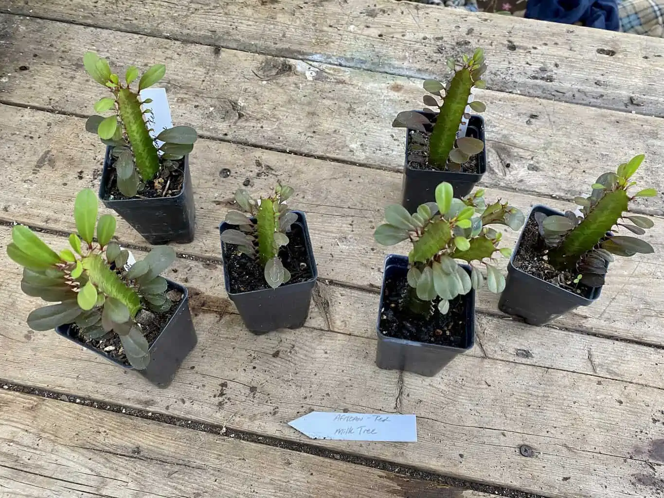 African Milk Tree Or Euphorbia Trigona Rubra Red Live Starter Suc - Image 8