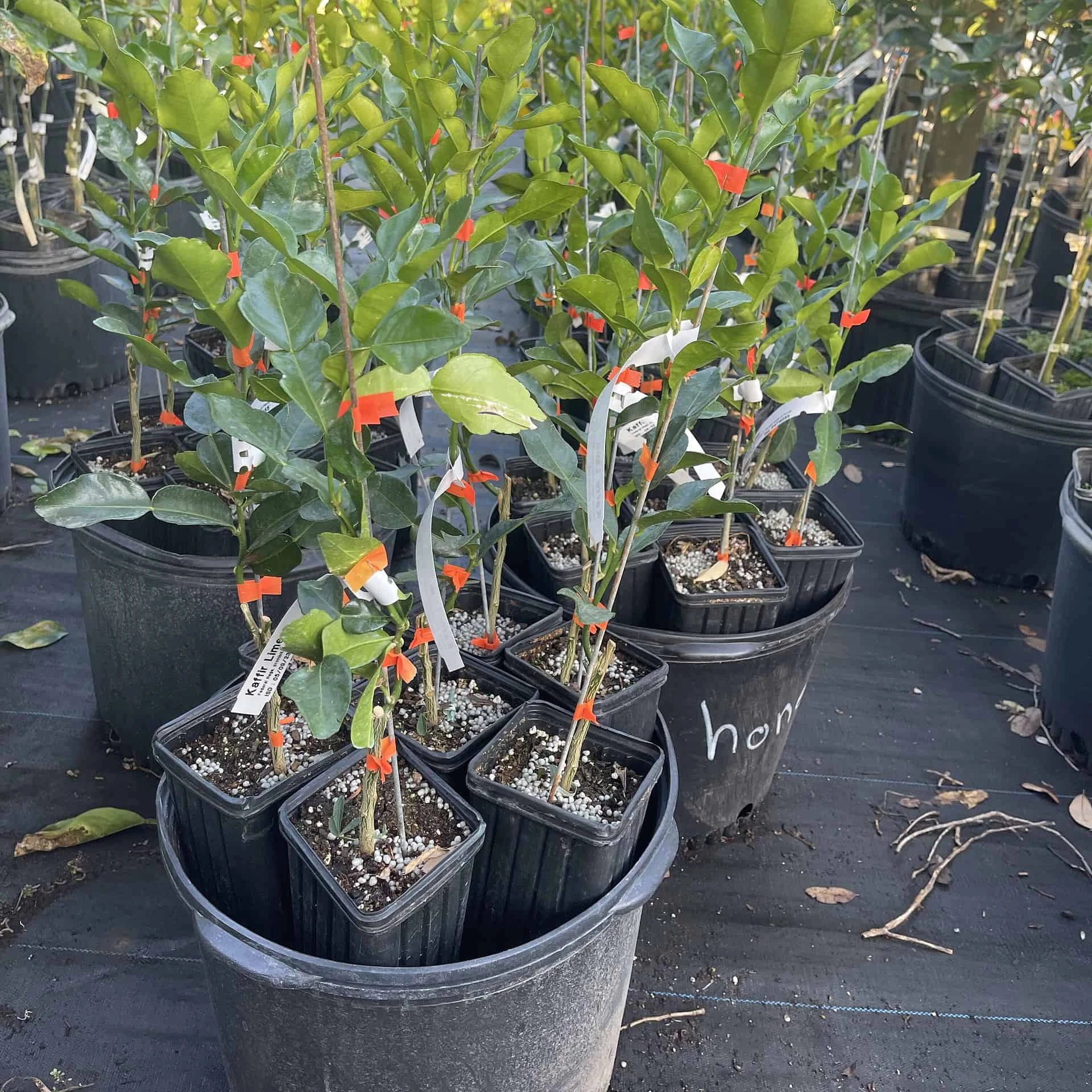 Kaffir Lime Grafted Citrus Tree. 2 Feet Tall - Image 2