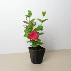 Hot Pink Mandevilla | Dipladenia | Flowering Houseplant