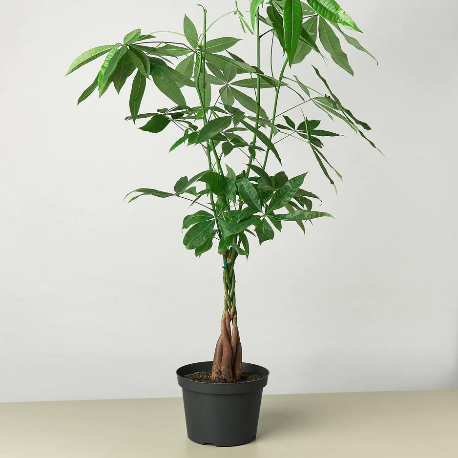 Braided Money Tree | Pachira Aquatica | Exotic Houseplants - Image 5