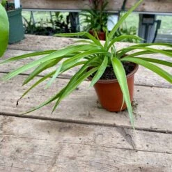 Spider Plant Or Airplane Plant Chlorophytum Comosum 2.5 Inch Tall