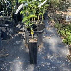 Ponderosa Lemon Grafted Tree 3 Feet Tall. Free Shipping