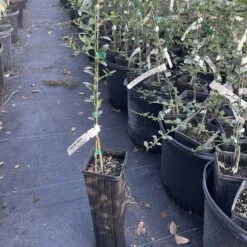 Green Finger Lime Grafted Citrus Tree. 2 Feet Tall.