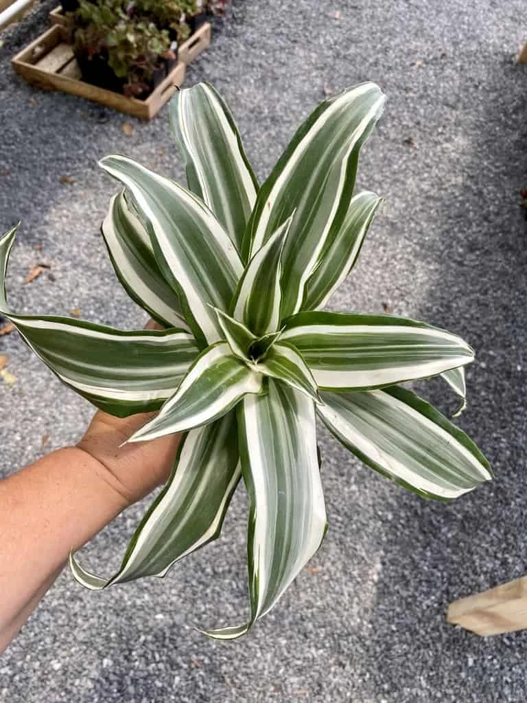 Dragon Tree Or Dracaena Warneckii White Jewel 4" Pot Live Plant - Image 8