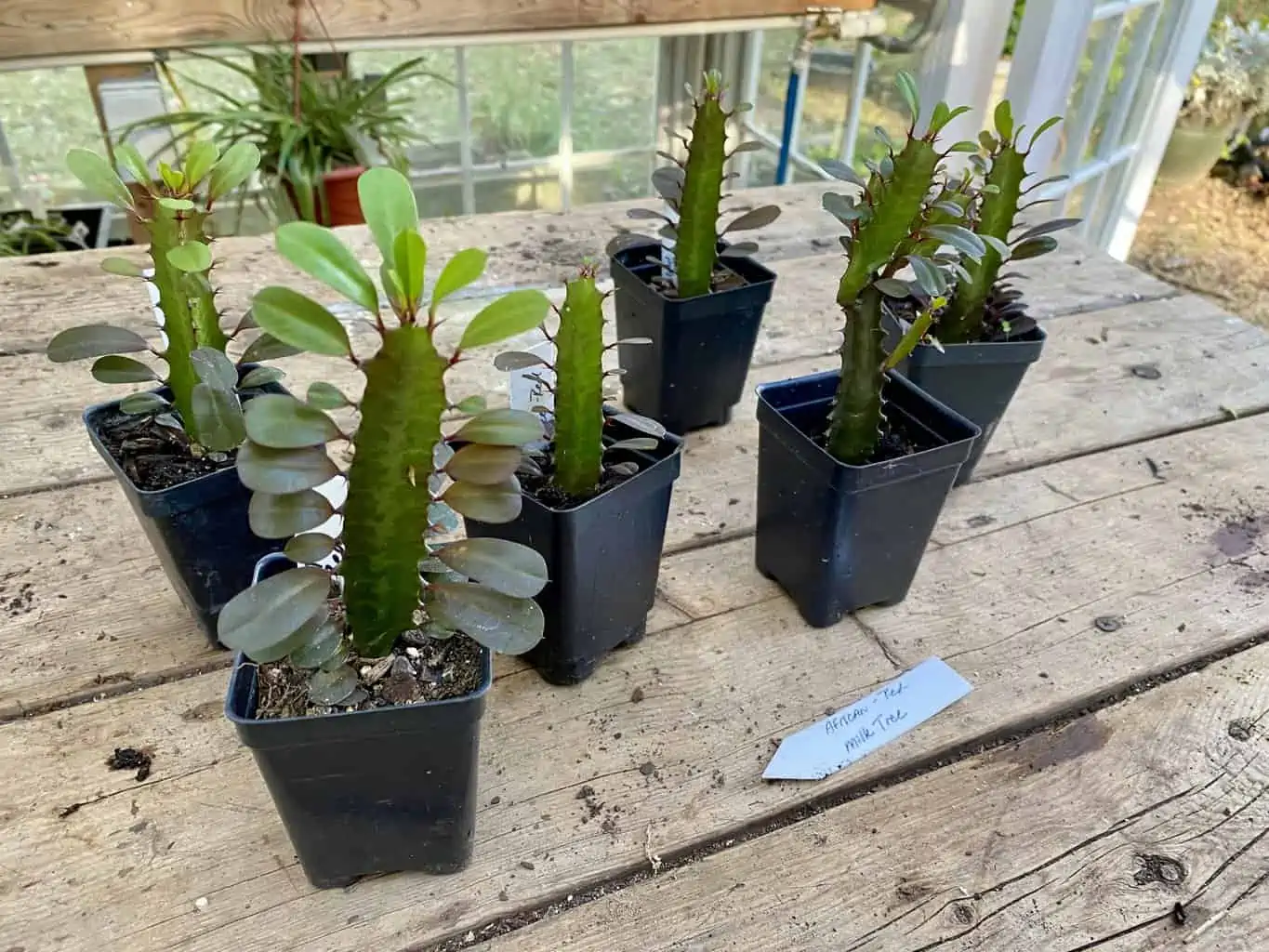 African Milk Tree Or Euphorbia Trigona Rubra Red Live Starter Suc - Image 3