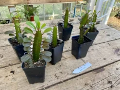 African Milk Tree Or Euphorbia Trigona Rubra Red Live Starter Suc