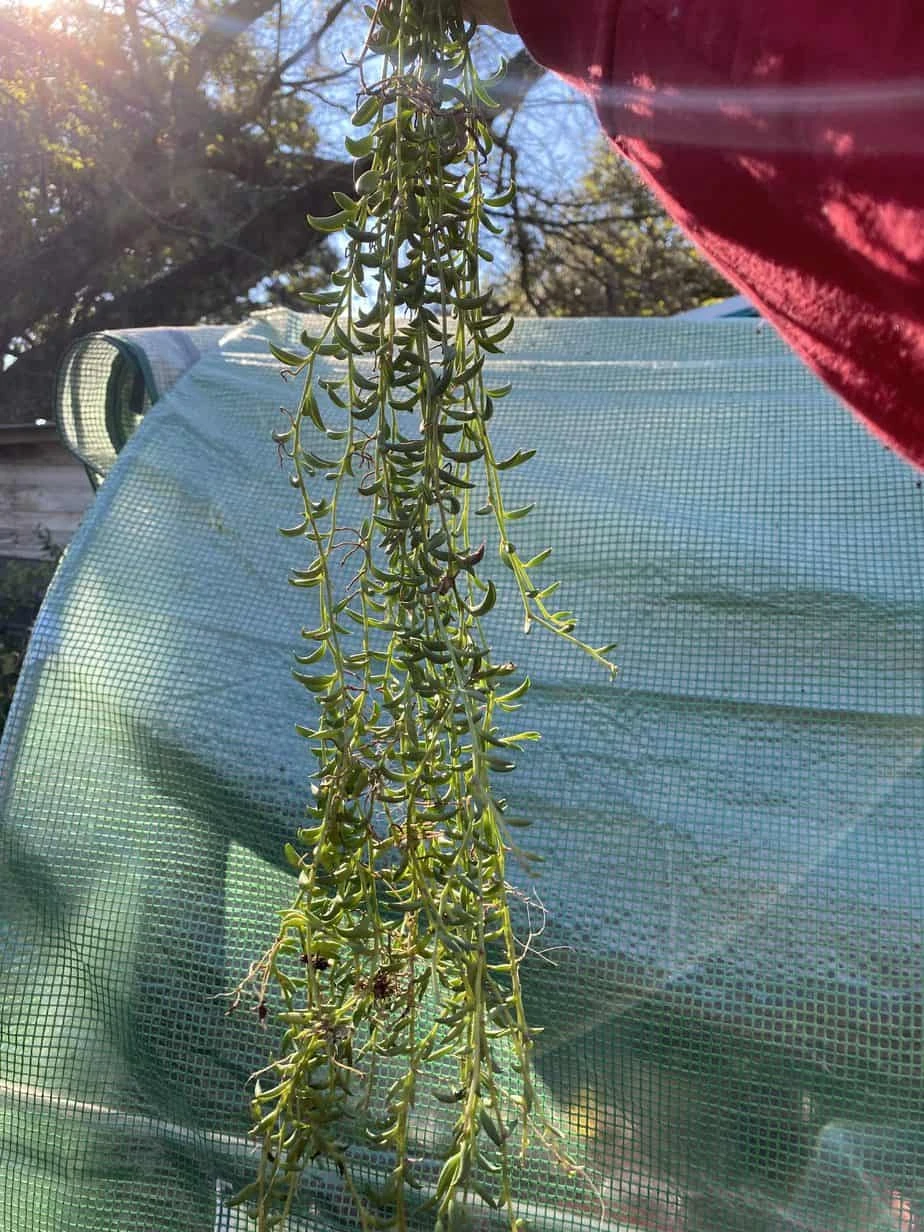 String Of Bananas! - Image 4