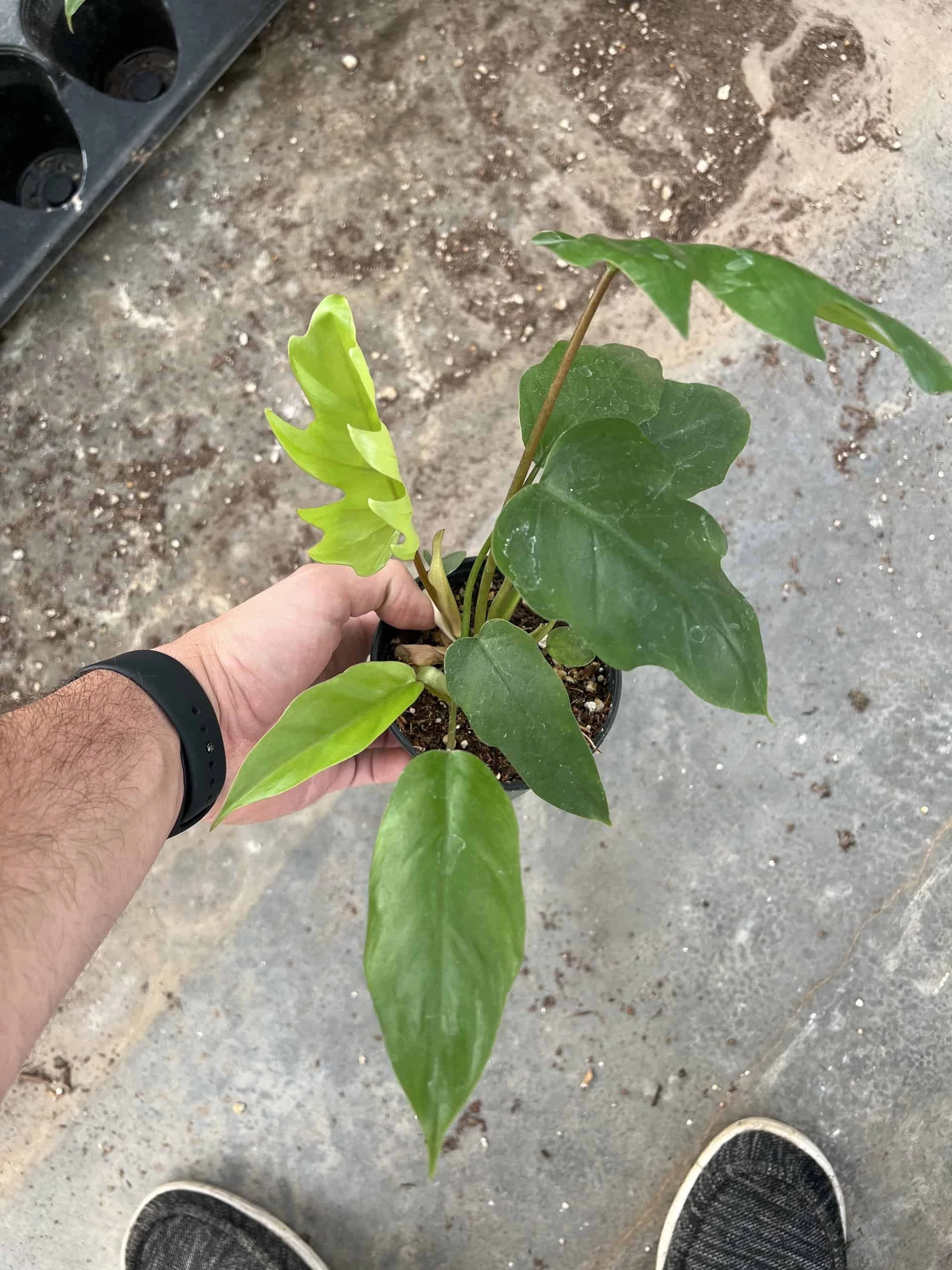 4” Philodendron Mayoi - Image 3