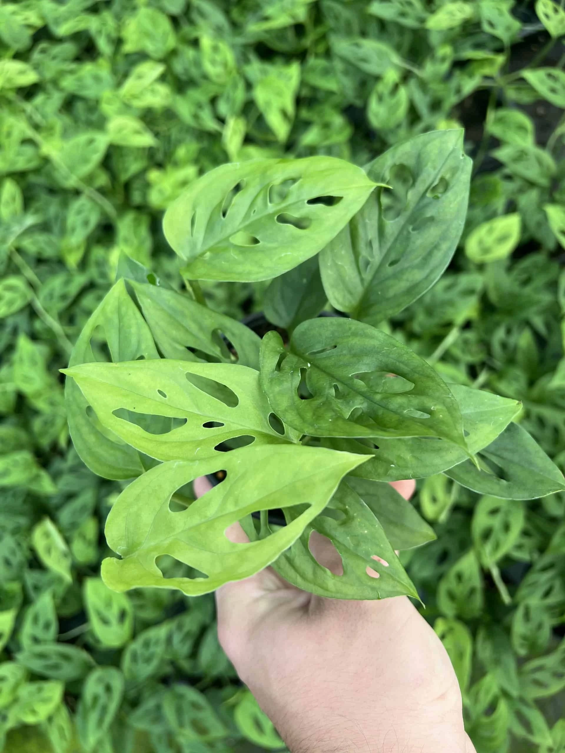 Monstera Adansonii - Image 3