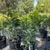 Sour Orange Grafted Tree 3 Feet Tall. Free Shipping