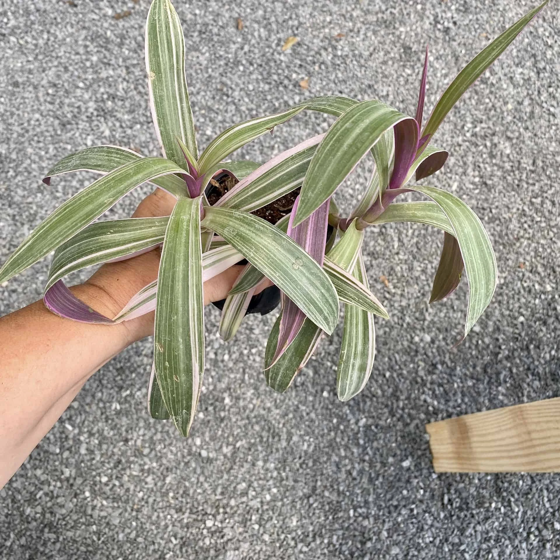Oyster Plant Tradescantia Spathacea Moses In The Cradle 4" Pot Li - Image 9