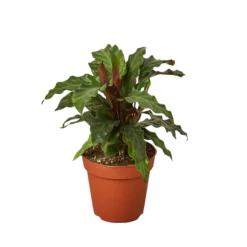 Calathea Rufibarba: The Furry Feather | 4-inch Pot