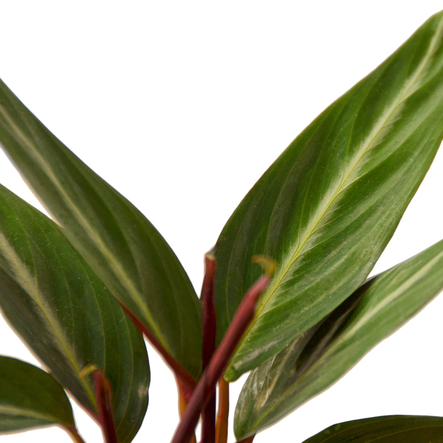 Stromanthe Triostar | Stromanthe Sanguinea | Exotic Houseplant - Image 4