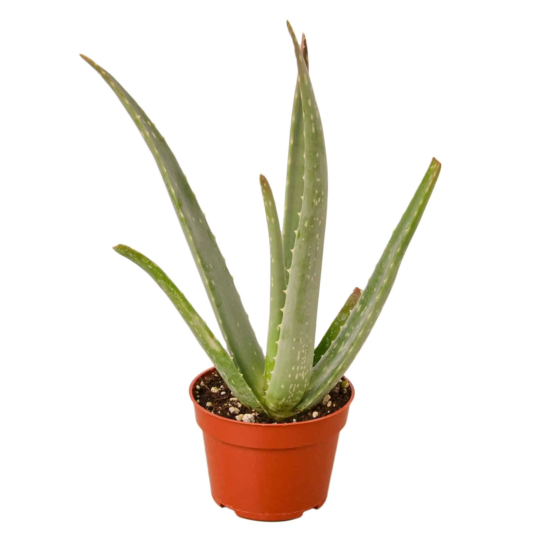 Aloe Vera Plant | Easy-to-Grow Succulent Plant | 6-inch Pot - Image 3