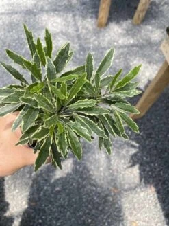 False Aralia Or Dizygotheca Elegantissima Bianca 4" Pot Live Plan