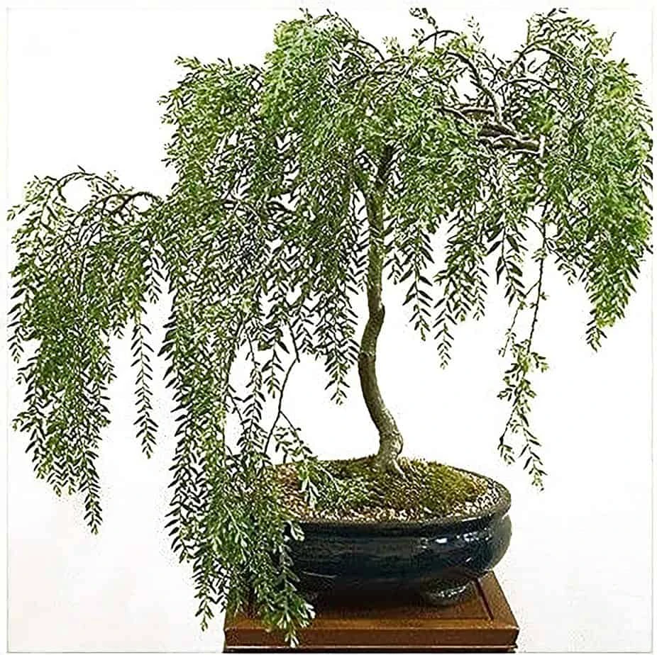 Weeping Willow Bonsai Willow Tree Cutting Kit - Live Bonsai Tree