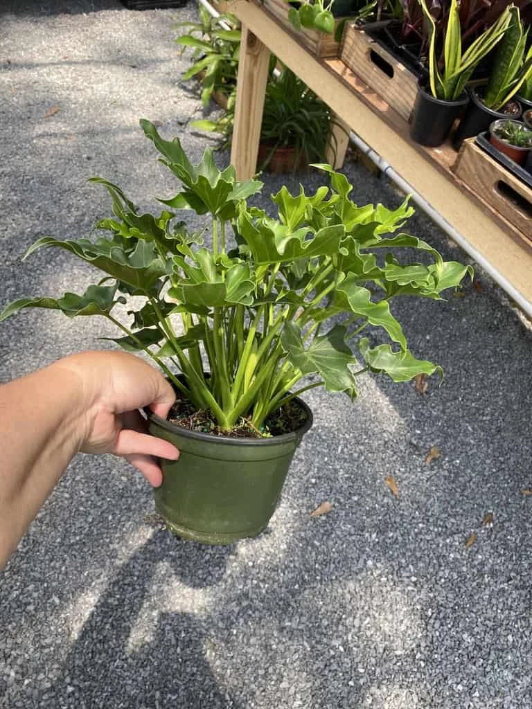 Philodendron Selloum Little Hope 6" Pot Live Plant - Image 9