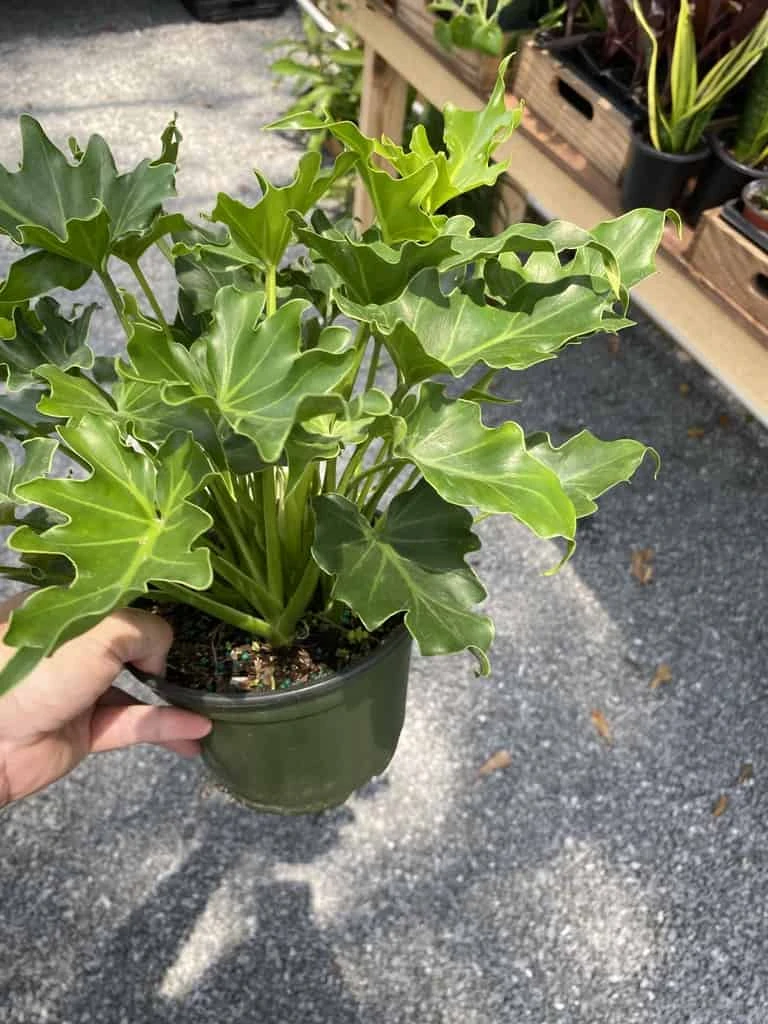 Philodendron Selloum Little Hope 6" Pot Live Plant - Image 5