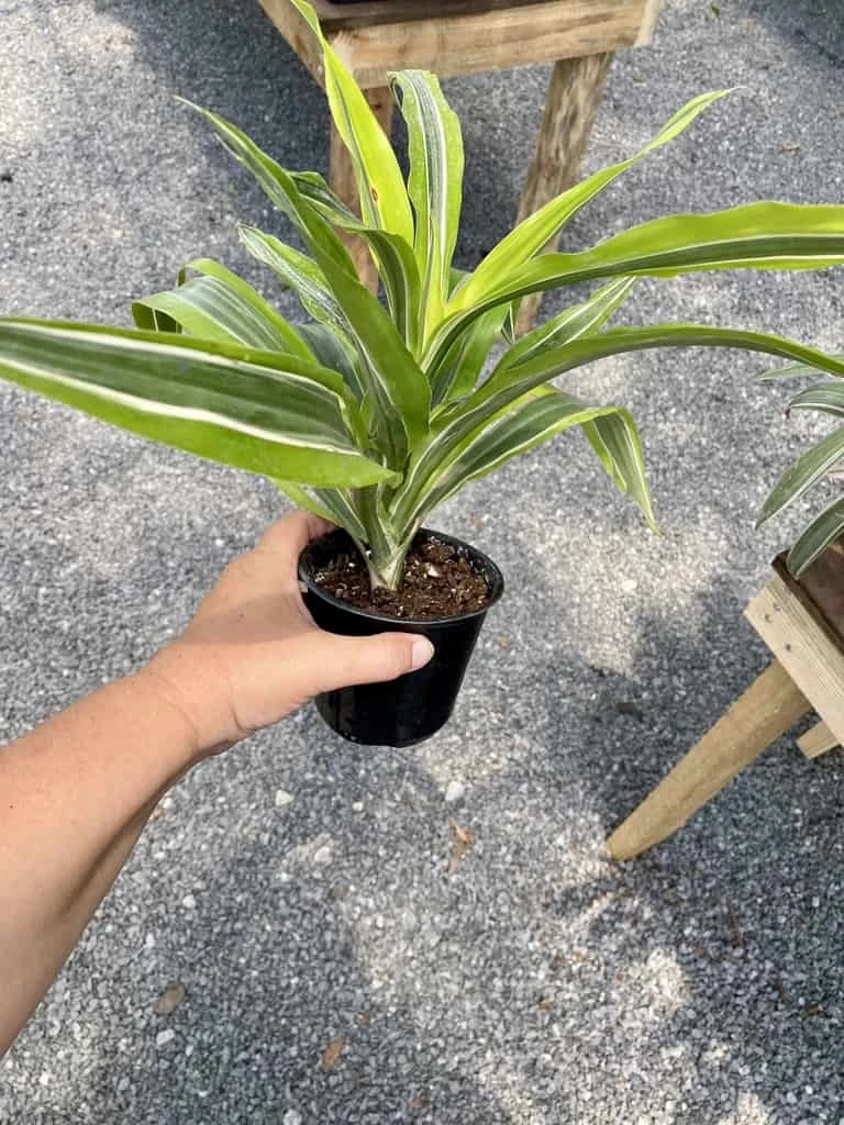 Dracaena Deremensis Or Dragon Tree Lemon Surprise 4 Inch Pot Live Plant - Image 6