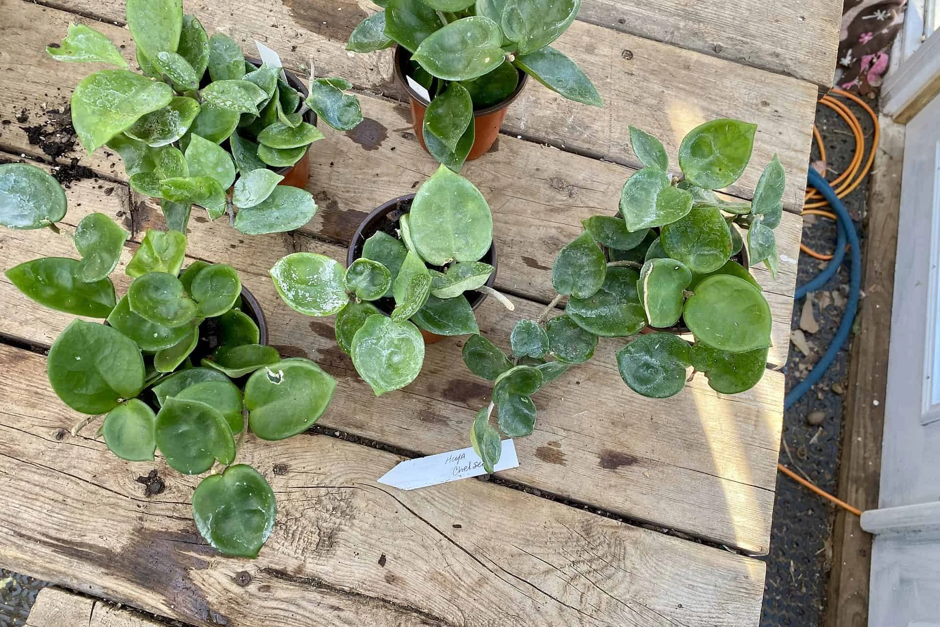 Hoya Chelsea Wax Flower Porcelain Flower 3 Inch Pot Plant - Image 3