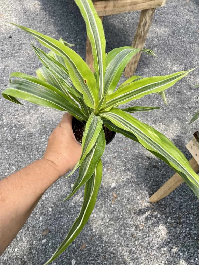 Dracaena Deremensis Or Dragon Tree Lemon Surprise 4 Inch Pot Live Plant - Image 8
