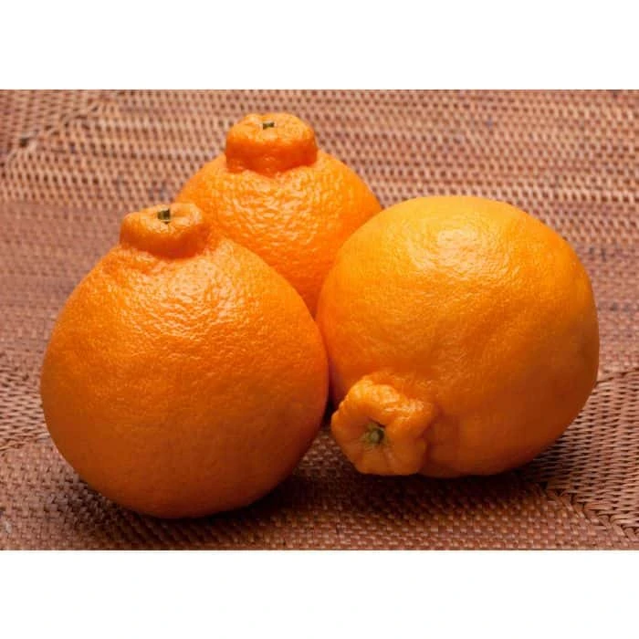 Shiranui (Sumo) Grafted Citrus Tree 3 Feet Tall. Free Shipping - Image 4