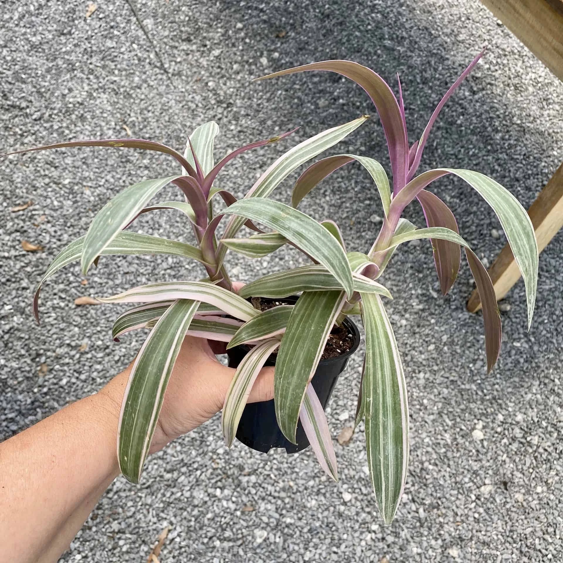 Oyster Plant Tradescantia Spathacea Moses In The Cradle 4" Pot Li - Image 4