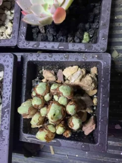 Greenovia Mountain Rose