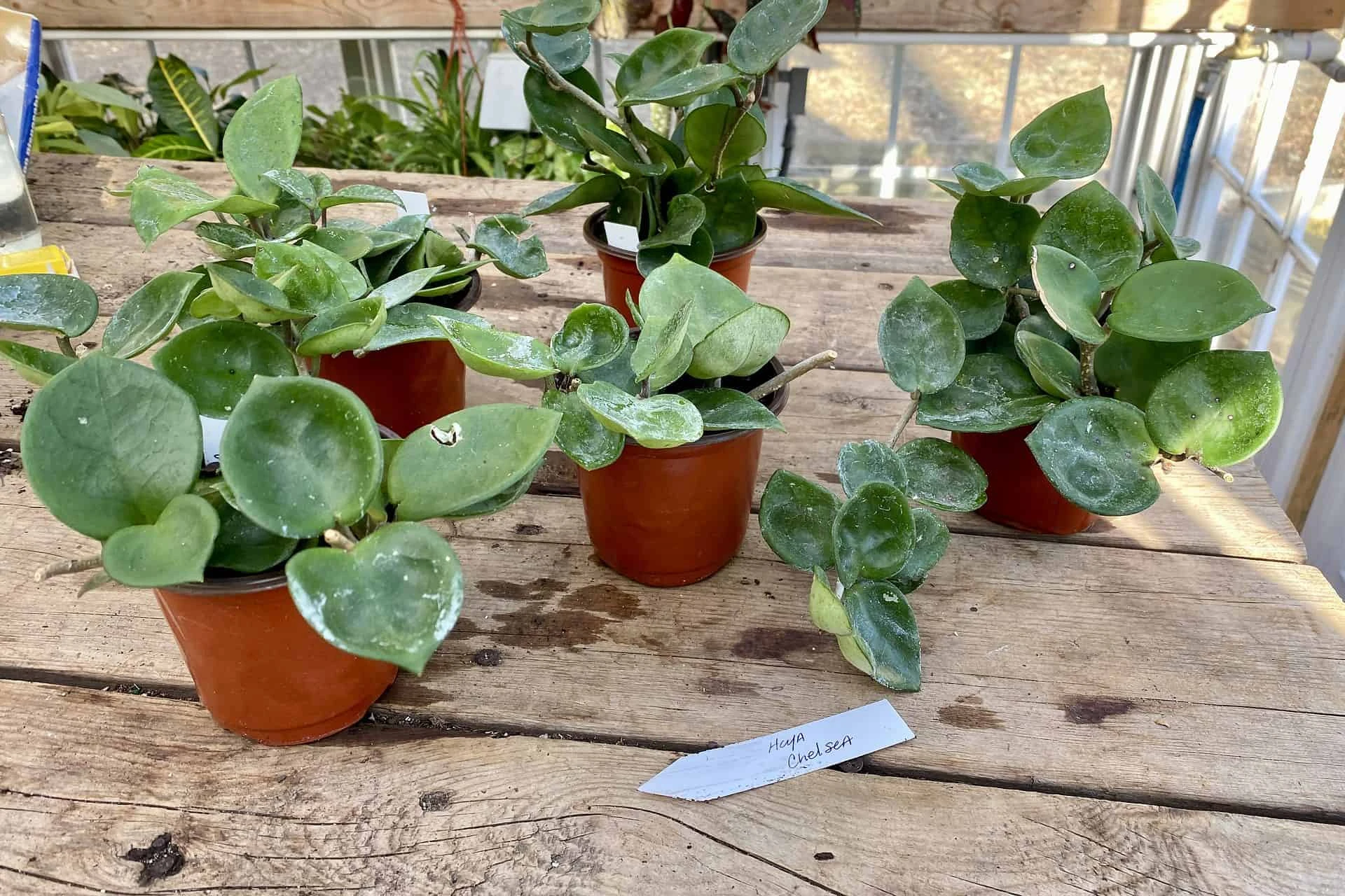 Hoya Chelsea Wax Flower Porcelain Flower 3 Inch Pot Plant - Image 11