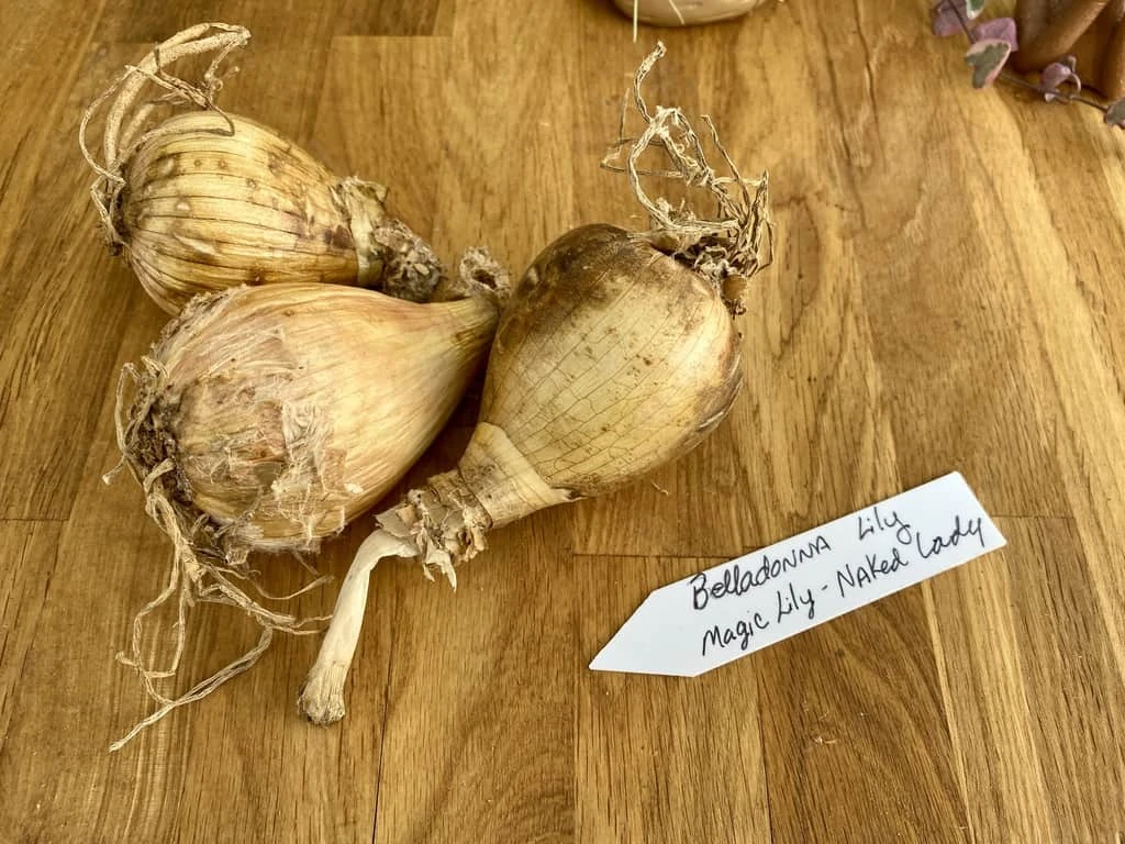 Lily Spider Belladonna Or Magic Lily Naked Lady - Image 5