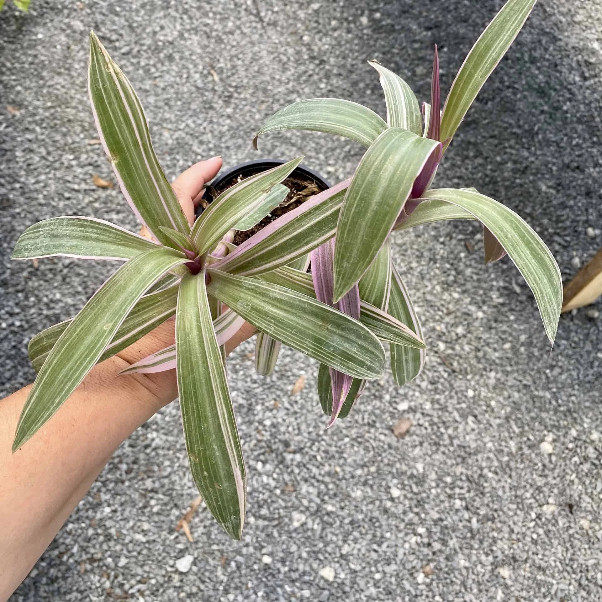 Oyster Plant Tradescantia Spathacea Moses In The Cradle 4" Pot Li - Image 2