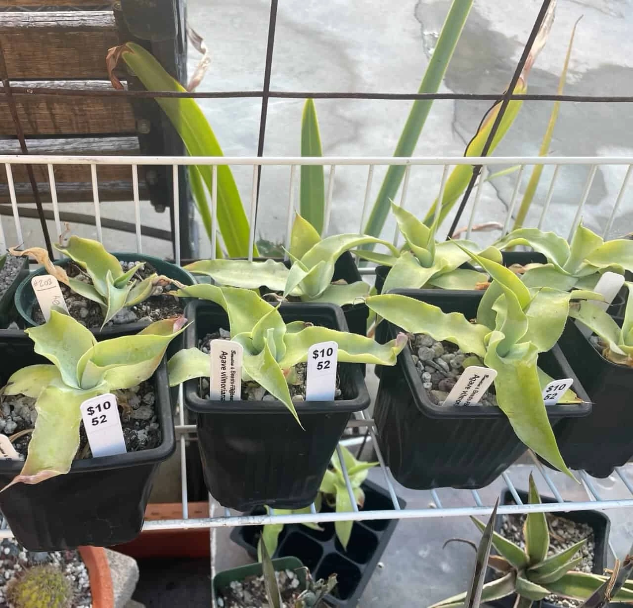 Cactus- Agave Vilmoriniana (Octopus Agave) - Image 6