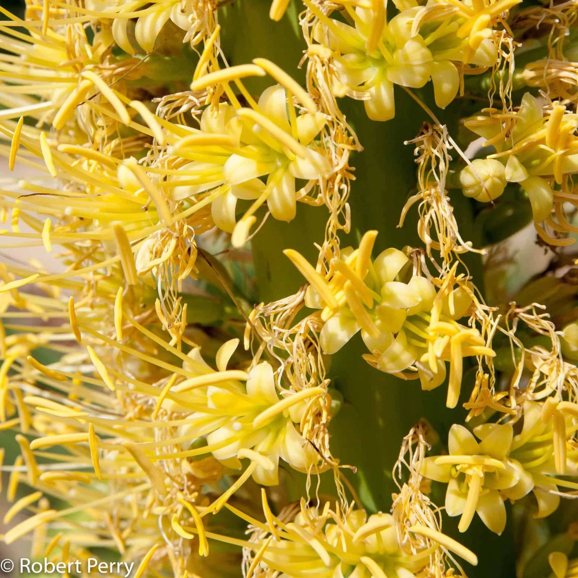Cactus- Agave Vilmoriniana (Octopus Agave) - Image 5
