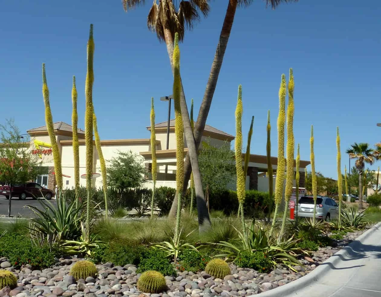 Cactus- Agave Vilmoriniana (Octopus Agave) - Image 4