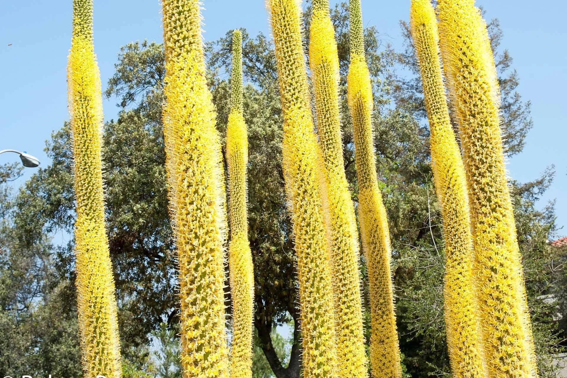 Cactus- Agave Vilmoriniana (Octopus Agave) - Image 3