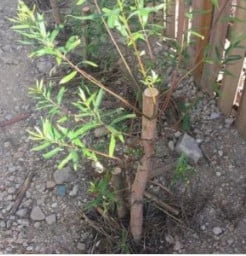 Austree Hybrid Willow Salix Cutting