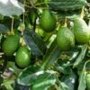 Avocado Seedling Potted In 1 Gallon Pot, 2 Years Old