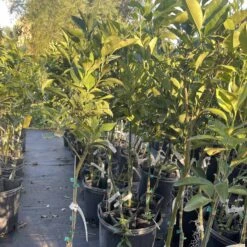 Vernia Orange Grafted Citrus Tree. 3 Feet Tall. Free Shipping