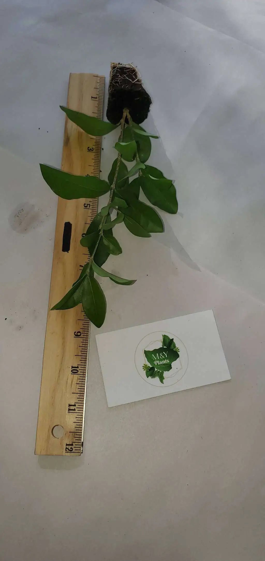 Malpighia Emarginata Barbados Cherry- Acerola Cherry- 2-Starter Plants - Image 3