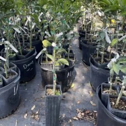 Murcott Tangerine Grafted Tree 3 Feet Tall. Free Shipping