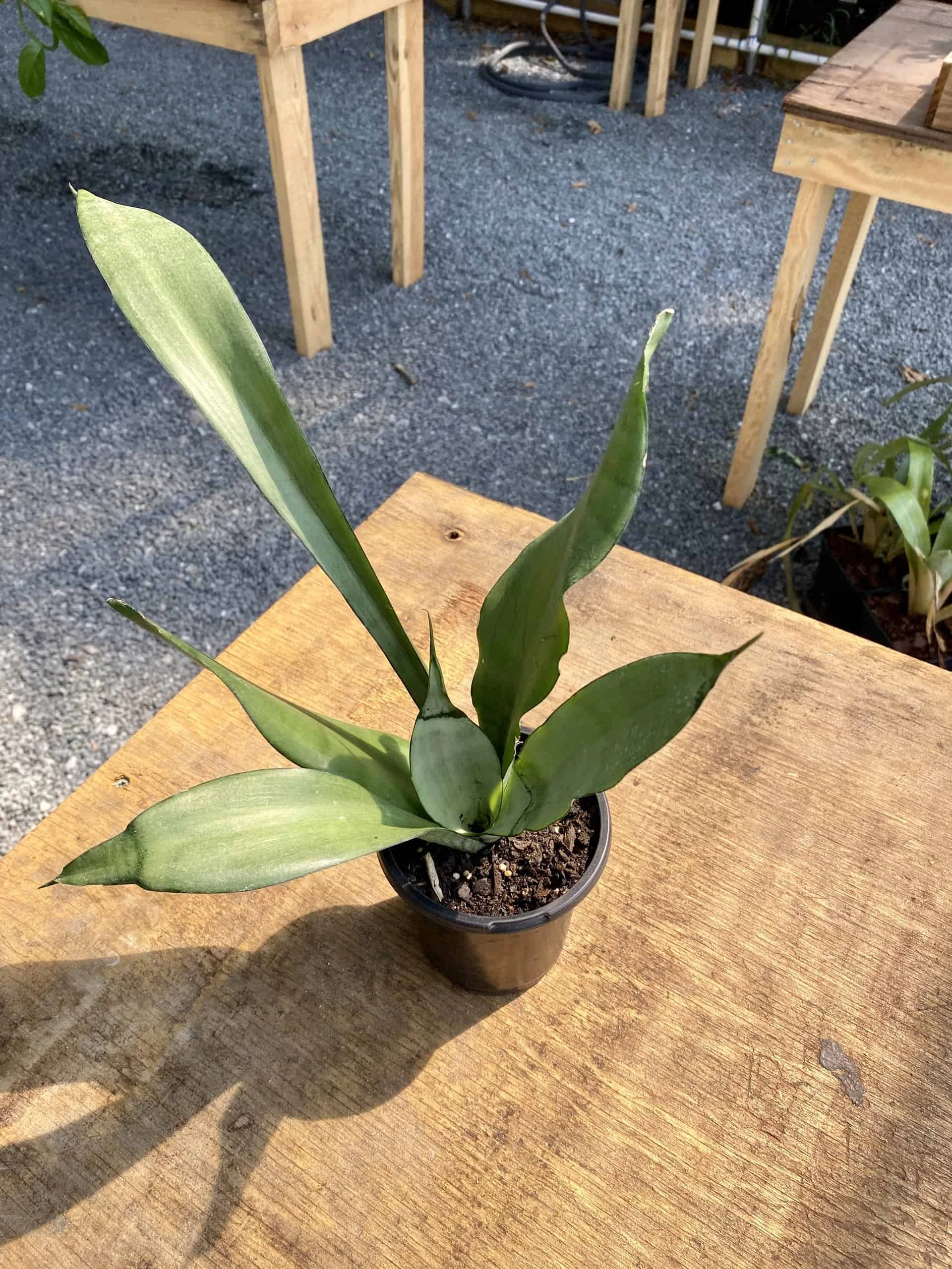 Sansevieria Or Snake Plant Moonshine 4” Pot Live Plant - Image 4